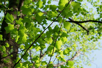 春の緑一杯のユリノキ