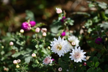 Obraz premium 菊の花
