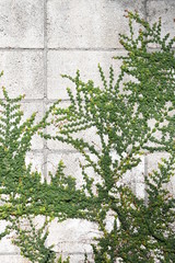 ブロック塀のつる植物