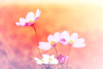 colorful cosmos flower field soft focus for backdrop or background or wallpaper