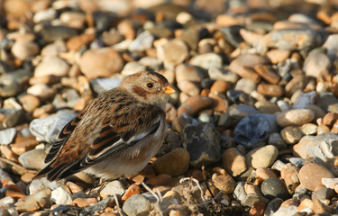 A beautiful Snow Bunting (Plectrophenax nivalis) searching for food on a beach in Kent, UK.