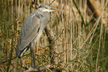 A Grey Heron (Ardea cinerea) sitting on a branch in the reed bed.