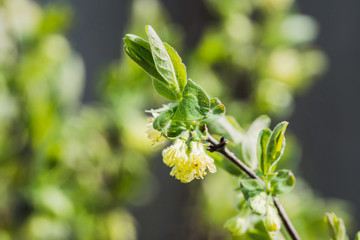 Blooming honeysuckle branch with new green leaves. Selective focus. Shallow depth of field.