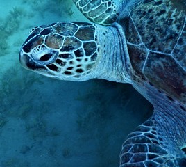żółw morski morze Czerwone nurkowanie - obrazy, fototapety, plakaty