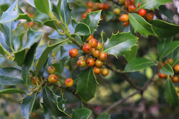 Symbol of Christmas in Europe. Closeup of holly beautiful red berries and sharp leaves on a tree in...