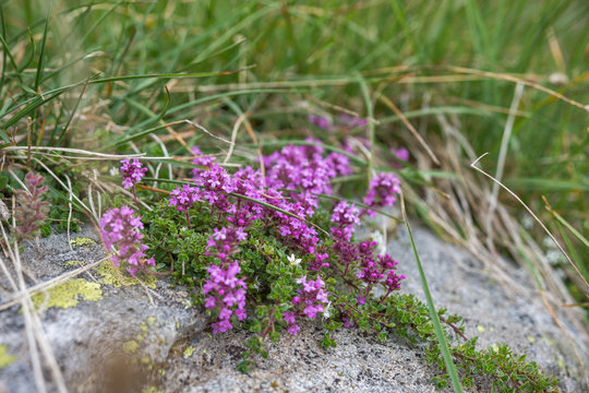 Tender breckland wild thyme, creeping thyme or elfin thyme (Thymus serpyllum) grown in curves of rocks.Aromatic, perennial, evergreen herb with culinary, medicinal and ornamental use  Selective focus.