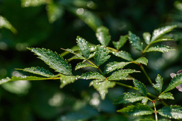 Green background with leaves and drops of water. Green foliage of leaves and rain, close-up, selective focus.