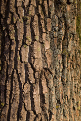 single tree