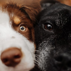 Fototapeta close up portrait of young and old dogs together obraz