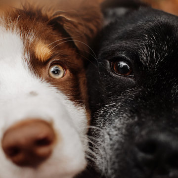 close up portrait of young and old dogs together