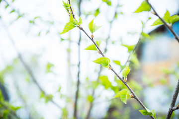 Birch branches with new leaves in the garden. Selective focus.