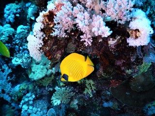 Naklejka na ściany i meble Morze Czerwone ryba koral nurkowanie