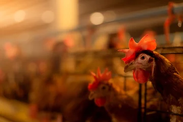 Fotobehang Kippenboerderij. Eierleggende kip in kooien. Commerciële kippen pluimveehouderij. Legkippen veehouderij. Intensieve pluimveehouderij in gesloten systemen. Eierproductie landbouw. Gedomesticeerde vogels. © Artinun