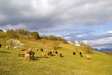A herd of sheep of different colors in the spring grazes in a mountain meadow. Against the background of trees with small young spring foliage and the sky with a rainbow
