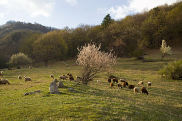 A herd of sheep in early spring grazing in a mountain meadow around a flowering tree
