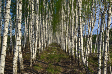 Birch Grove. Symmetrical tunnel-path from the planted birches