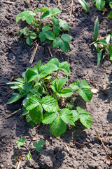 Young leaves of strawberry bush in the garden at spring time..