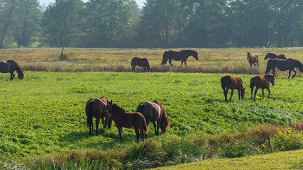 Brown wild horses graze in the meadow