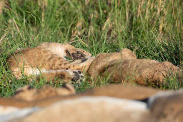 Cute lion cub