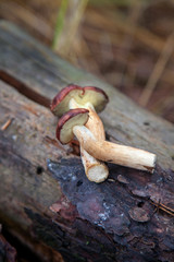 Group of wild edible bay bolete known as imleria badia or boletus badius mushroom on old stump in pine tree forest..