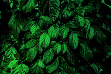 Naklejka na ściany i meble Green leaves wall texture of the tropical forest plant on black background