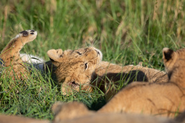 Cute lion cub