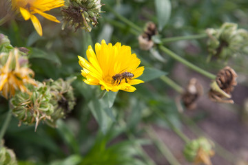 Working bee on calendula flower in the garden. Yellow flowers and green leaves.  .