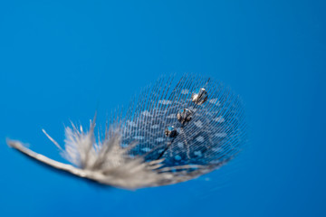 Quail feather on a blue background