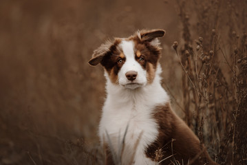 adorable australian shepherd puppy outdoors in autumn