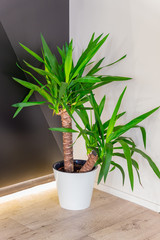 Big dracaena plant in a whitw pot on the floor on black and white wall background with lighting. Home gardening. Interior design
