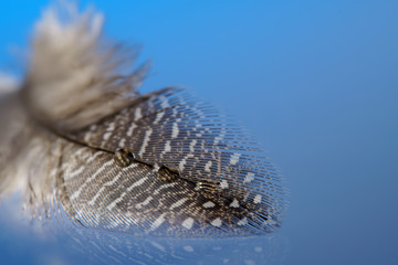 Quail feather on a blue background