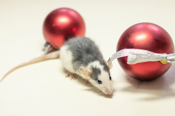 Dumbo rat sits near red Christmas balls on a white isolated background. Decorative rat or mouse Chinese symbol of new year 2020 and Christmas. The concept of holiday, fun. Charming pet.