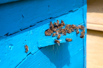 Swarming bees at the entrance of old beehive in apiary..