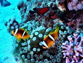 Morze Czerwone ryba koral nurkowanie podwodne - obrazy, fototapety, plakaty