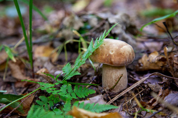 Single Boletus mushroom in the wild. Porcini mushroom grows on the forest floor at autumn season..