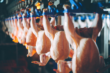 bird chicken factory line hang poultry industry