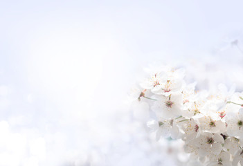 Background with flowering apricot branch.