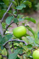 Shiny delicious green apples on a branch ready to be harvested in an apple orchard..