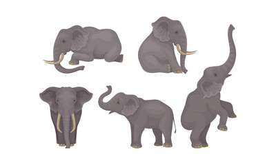 Realistic Detailed African Huge Mammals Vector Set