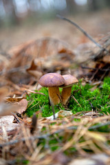 Double mushroom imleria badia commonly known as the bay bolete or boletus badius growing in pine tree forest..