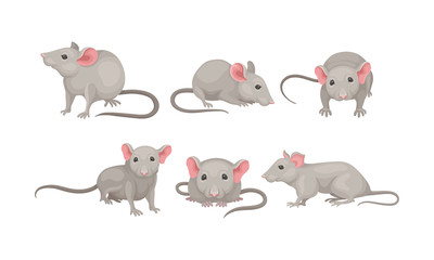 Mouse in Different Poses Vector Set. Small Rodent With Gray Coat and Long Tail