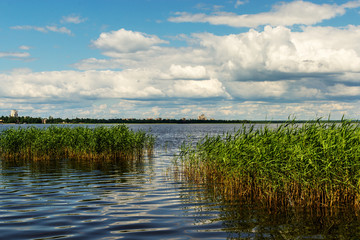 beautiful summer landscape on a lake with tall reeds