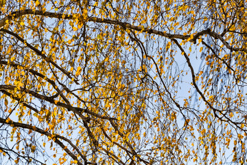 golden birch foliage