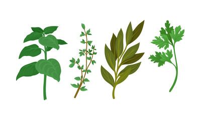 Herbs Used in Culinary and Cooking Vector Set