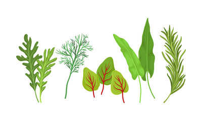 Herbs Used in Culinary and Cooking Vector Set