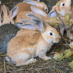 Group  little cute rabbits in a cage eating fresh aspen leaves