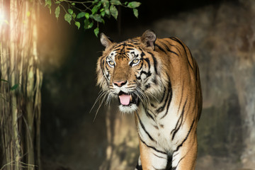 Photos of tiger naturally.