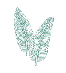 Banana leaves. Hand drawn vector illustration isolated on a white background.