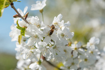 Blossoming cherries and bee in spring time.