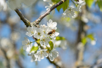 Obraz premium Blossoming cherries and bee in spring time.